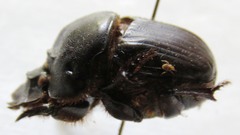 Coprophanaeus boucardi