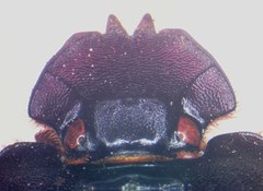 Coprophanaeus boucardi