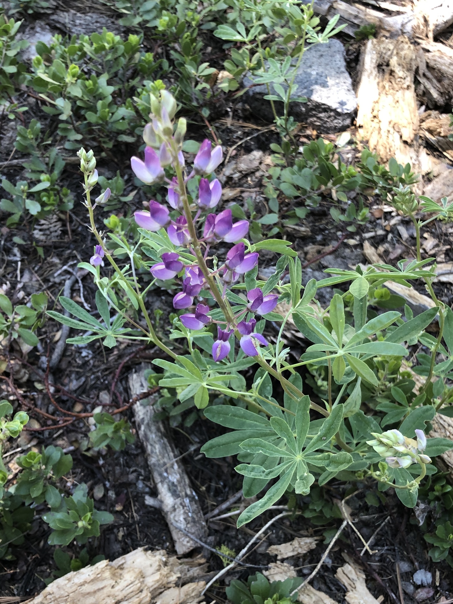 Lupinus apertus