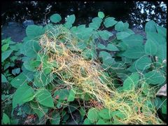 Reynoutria japonica