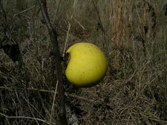 Solanum palinacanthum