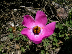 Modiolastrum gilliesii