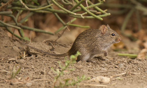 African Arvicanthis