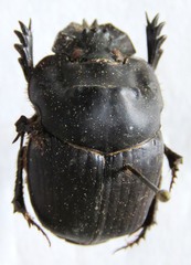 Coprophanaeus