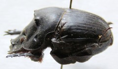 Coprophanaeus