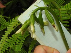 Eulophia cernua