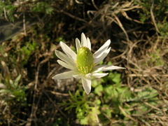 Anemone decapetala