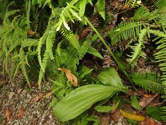 Eulophia cernua