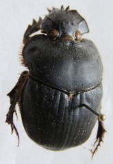 Coprophanaeus