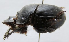 Coprophanaeus