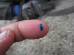 Chrysobothris cyanella