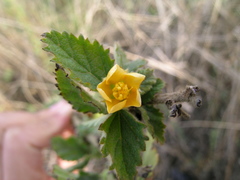 Malvastrum interruptum