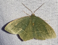 Thalera pistasciaria