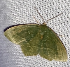 Thalera pistasciaria