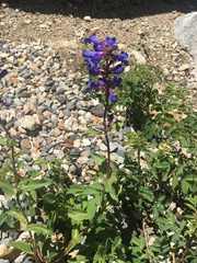 Penstemon cyananthus