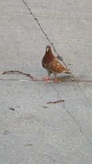 Columba livia domestica