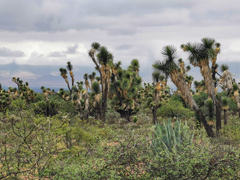 Yucca decipiens