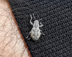 Pantomorus albosignatus