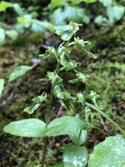 Neottia borealis