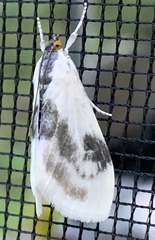 Cliniodes ostreonalis