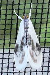 Cliniodes ostreonalis