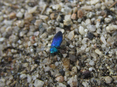 Chrysobothris cyanella