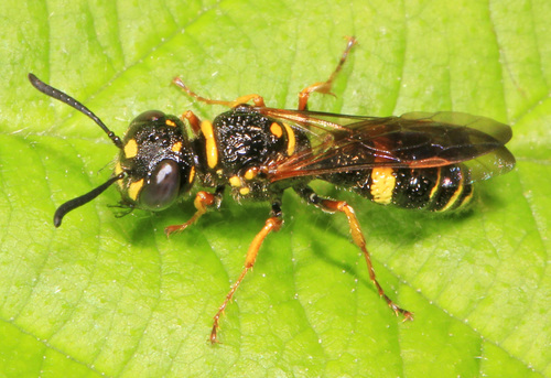 Hump-backed Beewolf