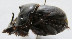Coprophanaeus corythus