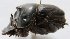 Coprophanaeus corythus