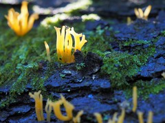 Calocera sinensis