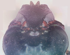 Coprophanaeus corythus