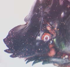 Coprophanaeus corythus