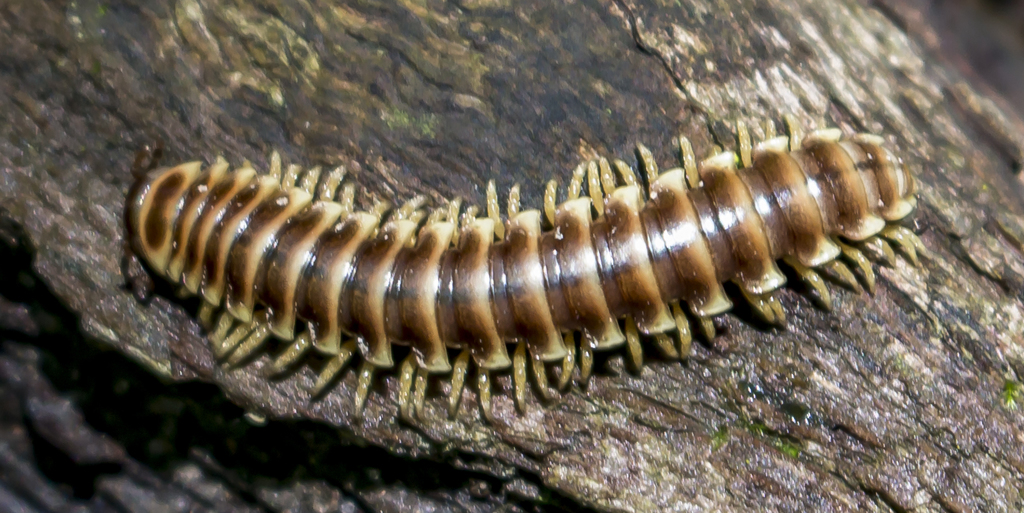 Traveling Cherry Millipede