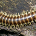 Pleuroloma flavipes - Photo (c) aarongunnar, algunos derechos reservados (CC BY), subido por aarongunnar