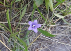 Campanula parryi