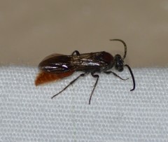 Sphaeropthalma imperialis