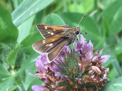 Polites themistocles