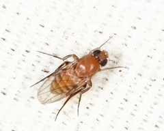 Apocephalus