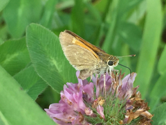 Polites themistocles