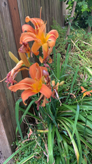 Hemerocallis fulva