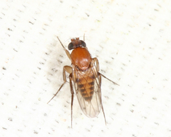 Apocephalus