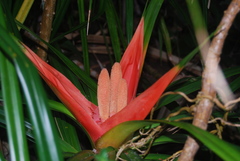 Freycinetia
