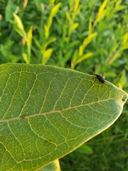 Rhyssomatus lineaticollis