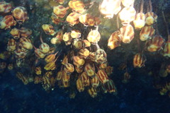 Pyura gibbosa