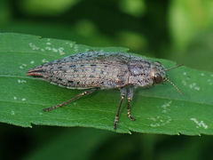 Dicerca divaricata