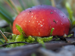 Russula persanguinea