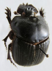 Coprophanaeus corythus