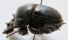 Coprophanaeus corythus