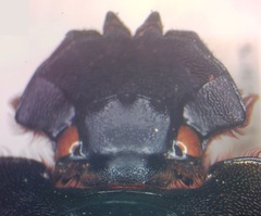 Coprophanaeus corythus