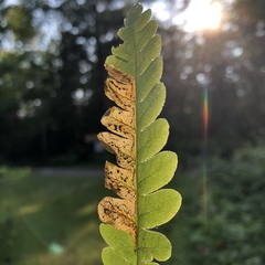 Chirosia filicis